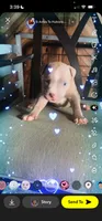 Zeus , a male American Bully for sale in Houston, TX – 2 of 10