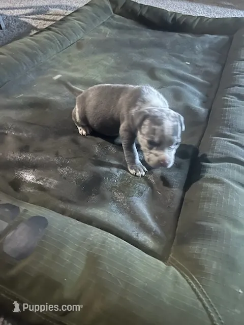 Diamond  – American Bully puppy for sale in Houston, TX