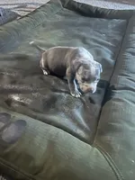 Diamond , a female American Bully for sale in Houston, TX – 1 of 2