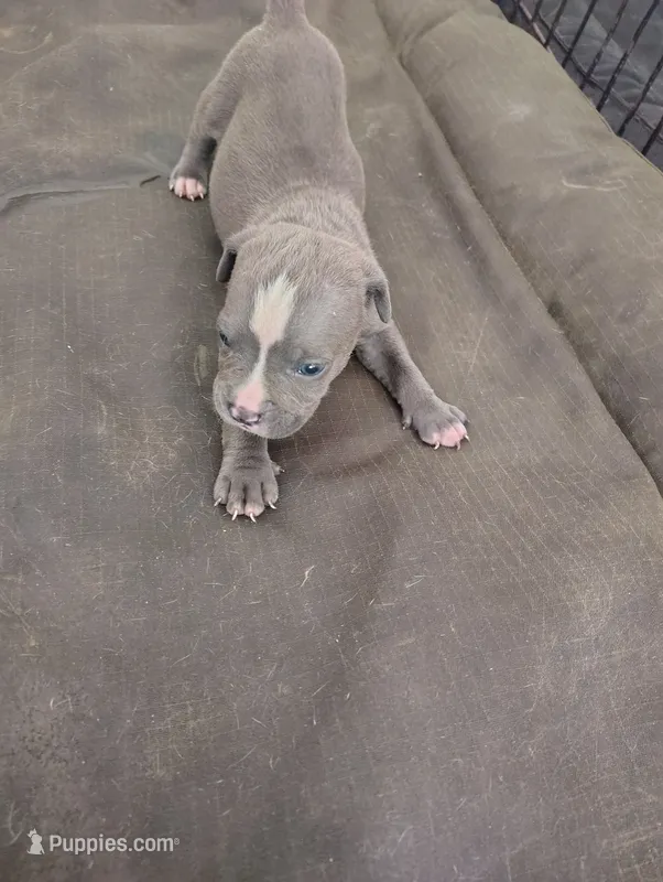 King – American Bully puppy for sale in Houston, TX