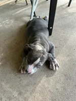 Roxy, a male American Bully for sale in Houston, TX – 2 of 3