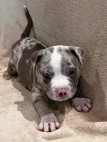 Ghost , a female American Bully and American Pit Bull Terrier for sale in Houston, TX – 9 of 10