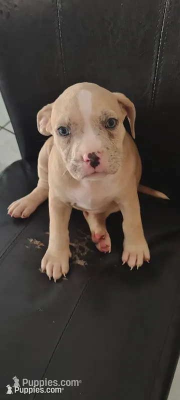 Peaches  – American Bully puppy for sale in Houston, TX