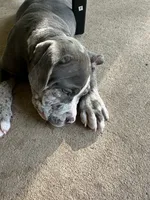 Roxy, a male American Bully for sale in Houston, TX – 1 of 3