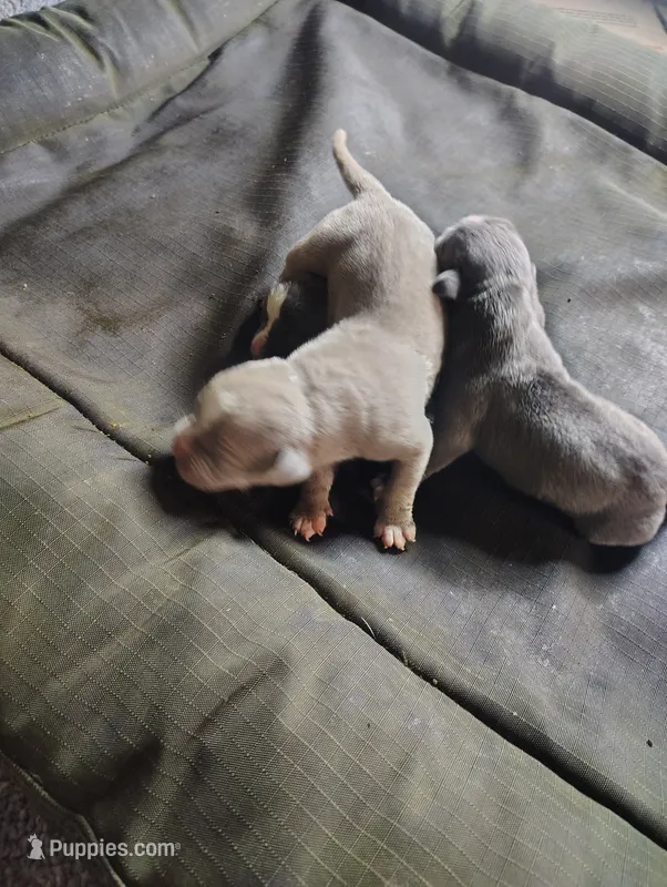 King – American Bully puppy for sale in Houston, TX
