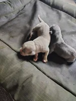 King, a male American Bully for sale in Houston, TX – 1 of 4