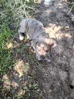 Zeus , a male American Pit Bull Terrier for sale in Houston, TX – 2 of 6