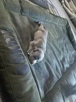 Zeus , a male American Bully for sale in Houston, TX – 7 of 10