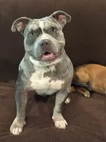 Ghost , a female American Bully and American Pit Bull Terrier for sale in Houston, TX – 2 of 10