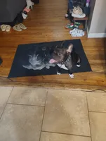 King, a male French Bulldog for sale in Houston, TX – 2 of 4