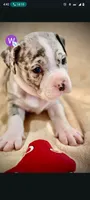 Ghost , a female American Bully and American Pit Bull Terrier for sale in Houston, TX – 10 of 10