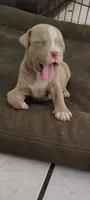 King, a female American Bully for sale in Houston, TX – 4 of 5
