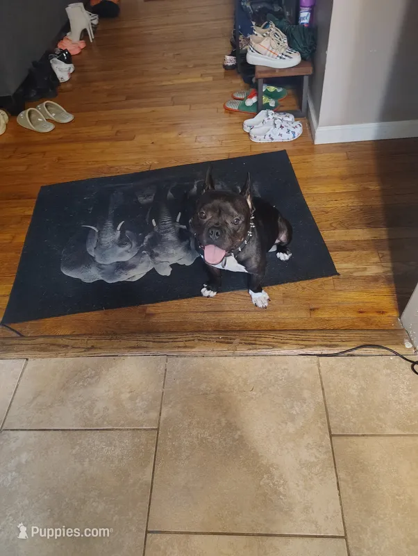 King – French Bulldog puppy for sale in Houston, TX