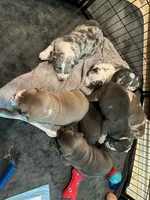 Ghost , a female American Bully and American Pit Bull Terrier for sale in Houston, TX – 1 of 10