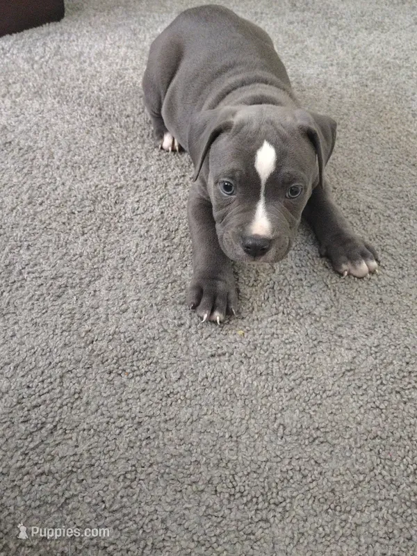 Zeus  – American Bully puppy for sale in Houston, TX