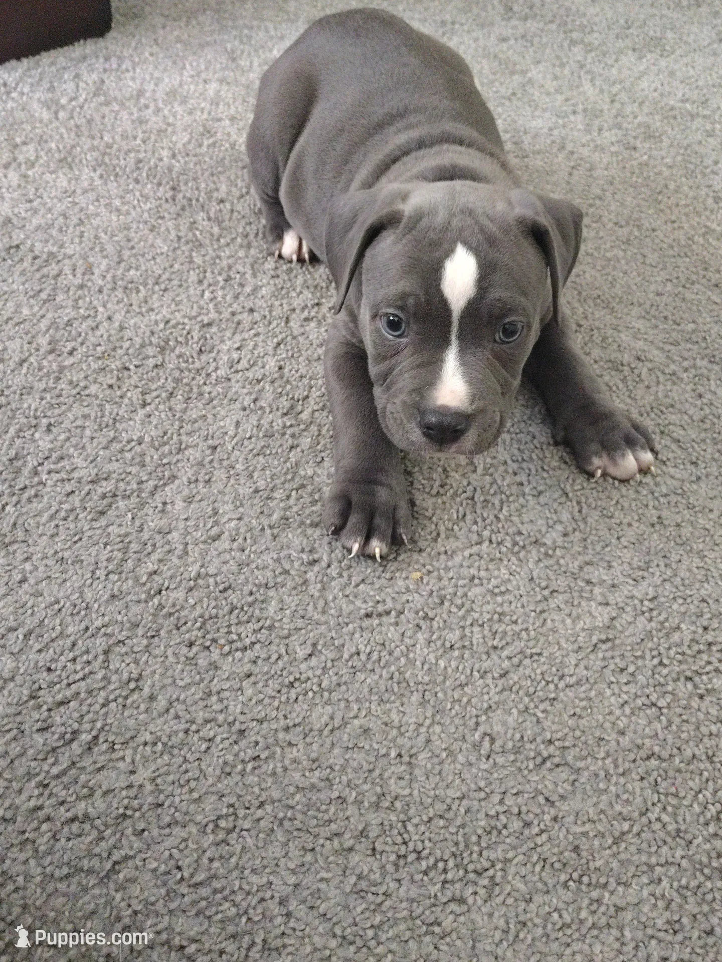 Zeus , a male American Bully for sale in Houston, TX – 1 of 10