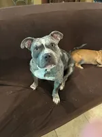 Ghost , a female American Bully and American Pit Bull Terrier for sale in Houston, TX – 3 of 10