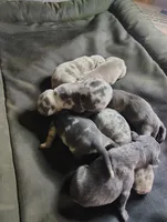 King, a male American Bully for sale in Houston, TX – 2 of 4