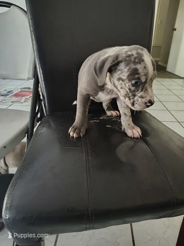 Oreo  – American Bully puppy for sale in Houston, TX