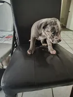 Oreo , a female American Bully for sale in Houston, TX – 1 of 10