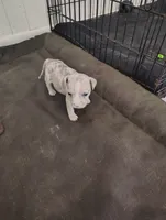 Peaches , a female American Bully for sale in Houston, TX – 2 of 4