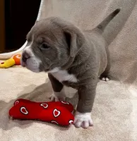 Ghost , a female American Bully and American Pit Bull Terrier for sale in Houston, TX – 7 of 10