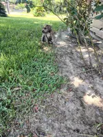 Zeus , a male American Pit Bull Terrier for sale in Houston, TX – 3 of 6