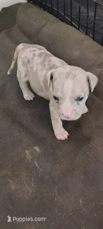 Peaches  – American Bully puppy for sale in Houston, TX