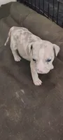 Peaches , a female American Bully for sale in Houston, TX – 1 of 4