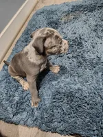 Oreo , a female American Bully for sale in Houston, TX – 9 of 10