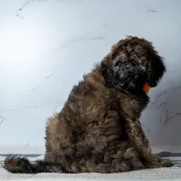 Ms. Cappuccino - Chocolate Phantom Merle Goldendoodle, a female Goldendoodle for sale in Hope Hull, AL – 4 of 5