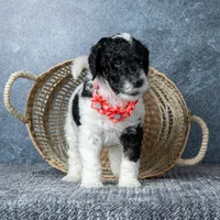 Ms. Sweet Cream, a female Goldendoodle for sale in Hope Hull, AL – 4 of 5