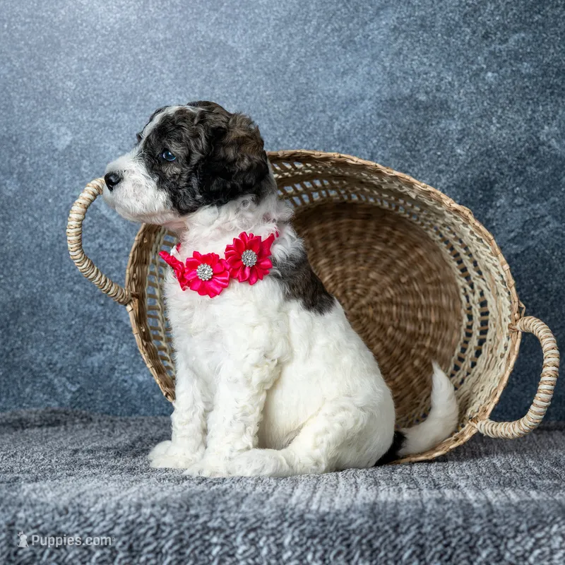 Ms. Flat White – Goldendoodle puppy for sale in Hope Hull, AL