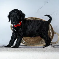 Ms. Americano - Black w/ White Patches, a female Goldendoodle for sale in Hope Hull, AL – 4 of 5