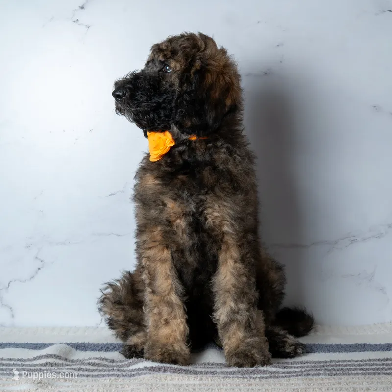 Ms. Cappuccino - Chocolate Phantom Merle Goldendoodle – Goldendoodle puppy for sale in Hope Hull, AL