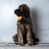 Ms. Cappuccino - Chocolate Phantom Merle Goldendoodle, a female Goldendoodle for sale in Hope Hull, AL – 1 of 5