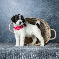 Ms. Flat White, a female Goldendoodle for sale in Hope Hull, AL – 4 of 5