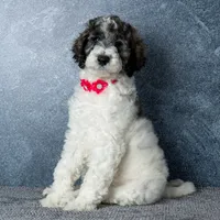 Ms. Flat White - Chocolate Merle Parti Goldendoodle Puppy, a female Goldendoodle for sale in Hope Hull, AL – 2 of 6
