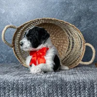 Mr. Macchiato - Parti, a male Goldendoodle for sale in Hope Hull, AL – 3 of 5