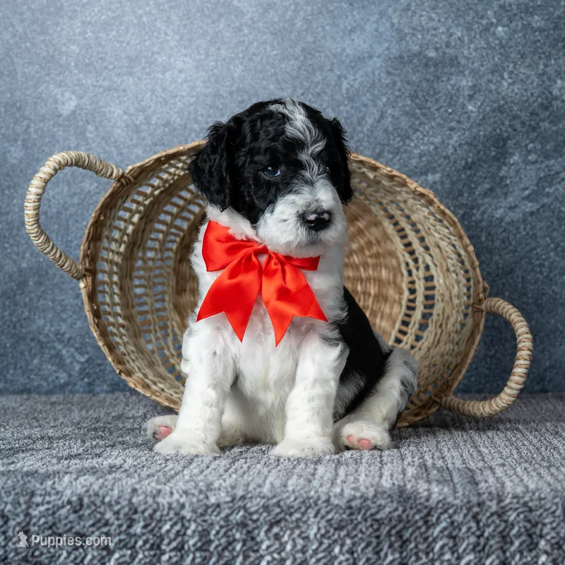 Mr. Macchiato - Parti – Goldendoodle puppy for sale in Hope Hull, AL