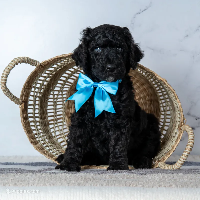 Mr. Midnight Roast - Black w/ White Patch – Goldendoodle puppy for sale in Hope Hull, AL