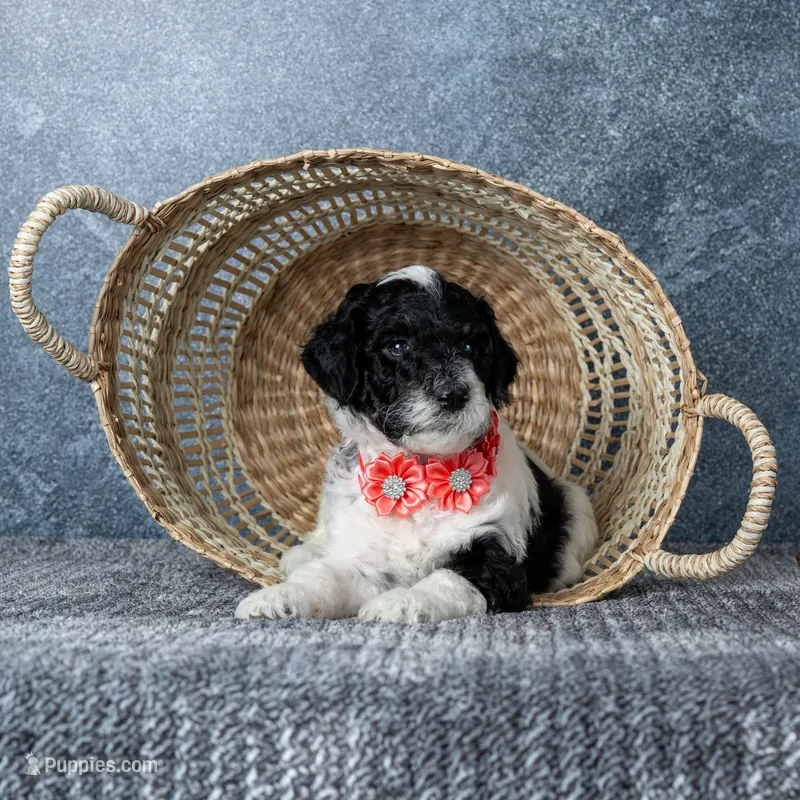 Ms. Sweet Cream - Parti Goldendoodle – Goldendoodle puppy for sale in Hope Hull, AL