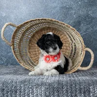 Ms. Sweet Cream, a female Goldendoodle for sale in Hope Hull, AL – 5 of 5