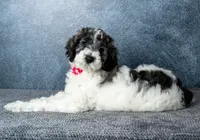 Ms. Flat White - Chocolate Merle Parti Goldendoodle Puppy, a female Goldendoodle for sale in Hope Hull, AL – 5 of 6