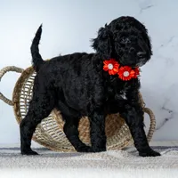 Ms. Americano - Black w/ White Patches, a female Goldendoodle for sale in Hope Hull, AL – 2 of 5