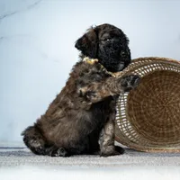 Ms. Cappuccino - Chocolate Phantom Merle, a female Goldendoodle for sale in Hope Hull, AL – 5 of 5