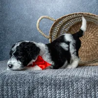 Mr. Macchiato - Parti, a male Goldendoodle for sale in Hope Hull, AL – 5 of 5