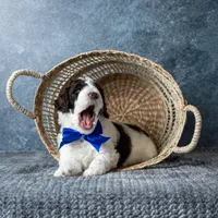 Mr. Latte, a male Goldendoodle for sale in Hope Hull, AL – 3 of 5