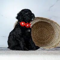 Ms. Americano - Black w/ White Patches, a female Goldendoodle for sale in Hope Hull, AL – 3 of 5