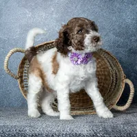Ms. Caramel Latte - Chocolate-Caramel-and-White Parti Goldendoodle, a female Goldendoodle for sale in Hope Hull, AL – 3 of 5
